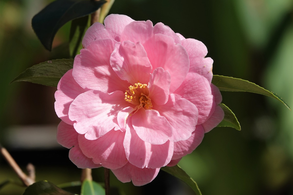 x williamsii 'Donation